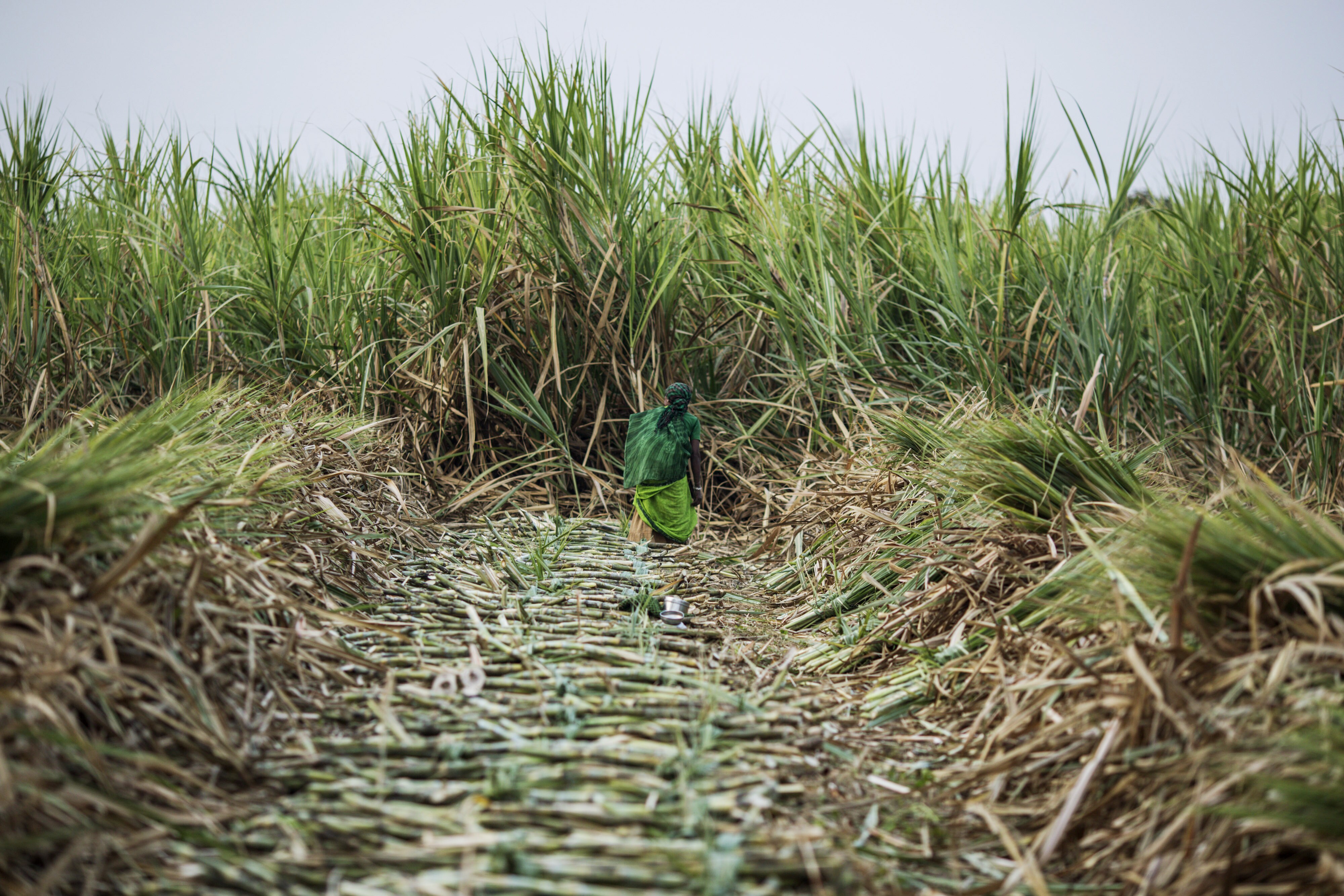 Shree Renuka Sugars Rallies as Creditors Approve Brazilian Unit&rsquo;s Debt Reorganisation Plan&nbsp;
