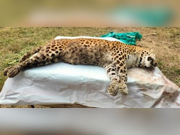 18 हजार सैलानियों के बीच कैसे मर गई मादा तेंदुआ &lsquo;पन्ना&rsquo;? मुकुंदपुर टाइगर सफारी में 2 दिन तक नहीं लगी भनक