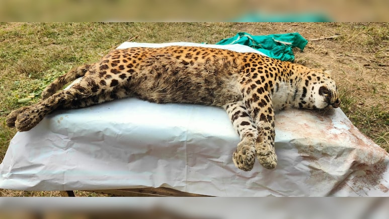 18 हजार सैलानियों के बीच कैसे मर गई मादा तेंदुआ &lsquo;पन्ना&rsquo;? मुकुंदपुर टाइगर सफारी में 2 दिन तक नहीं लगी भनक