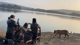 रणथंभौर में बैडम&zwj;िंटन ख&zwj;िलाड़ी साइना नेहवाल की गाड़ी के पास आया बाघ, फ&zwj;िर जो हुआ जानकर हो जाएंगे हैरान&nbsp;