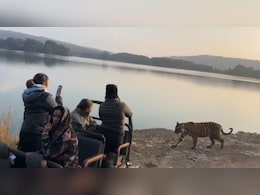 रणथंभौर में बैडम&zwj;िंटन ख&zwj;िलाड़ी साइना नेहवाल की गाड़ी के पास आया बाघ, फ&zwj;िर जो हुआ जानकर हो जाएंगे हैरान&nbsp;