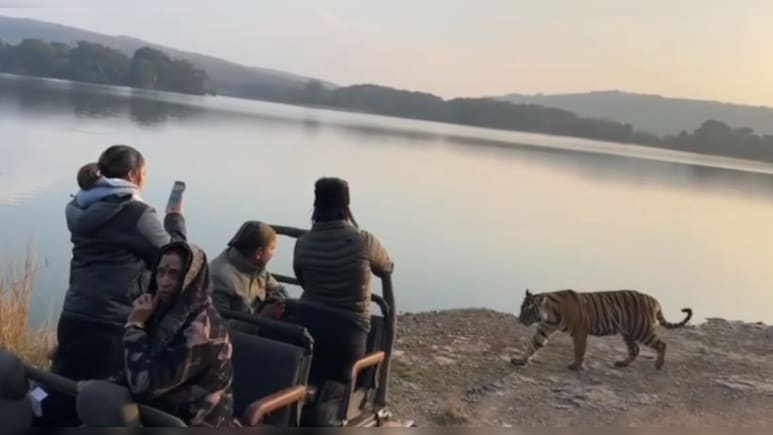 रणथंभौर में बैडम&zwj;िंटन ख&zwj;िलाड़ी साइना नेहवाल की गाड़ी के पास आया बाघ, फ&zwj;िर जो हुआ जानकर हो जाएंगे हैरान&nbsp;