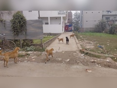 दानापुर के फुलवारी शरीफ में कुत्तों का आतंक, एक ही दिन में 40 लोगों को काटा