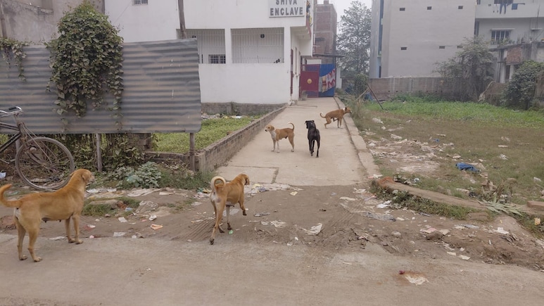 दानापुर के फुलवारी शरीफ में कुत्तों का आतंक, एक ही दिन में 40 लोगों को काटा