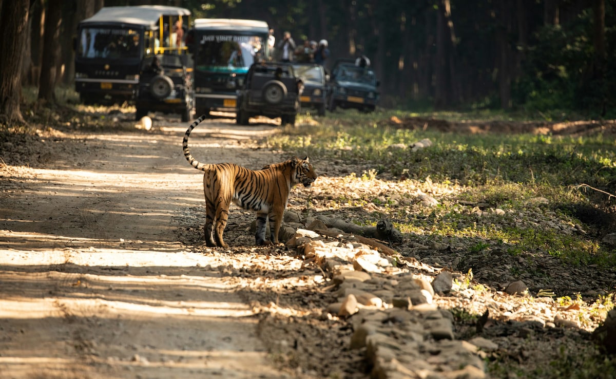 8 Best Safaris In India To Start Planning For Summer: A Travel Guide