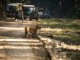 8 Best Safaris In India To Start Planning For Summer: A Travel Guide