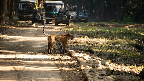 8 Best Safaris In India To Start Planning For Summer: A Travel Guide