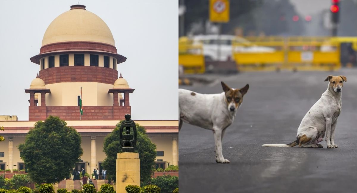 स्ट्रे डॉग सुनवाई LIVE: तो चूहों की आबादी बढ़ जाएगी, आवारा कुत्ते मामले की सुनवाई के दौरान SC में दिलचस्प दलीलें