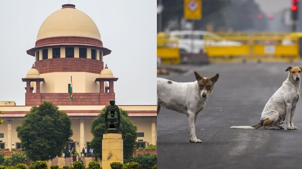 नसबंदी, ABC से लेकर आक्रामक-पागल कुत्ते तक... आवारा कुत्तों पर सुप्रीम कोर्ट के आदेश में ये 10 बड़ी बातें