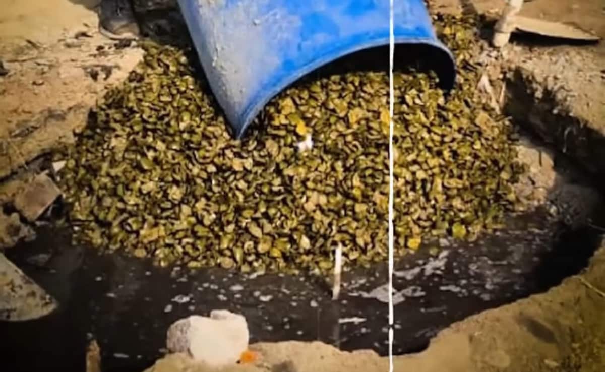 1,600 Kg Of Unsafe Pickle, 200 Kg Of Ghee And Jaggery Busted In Rajasthan