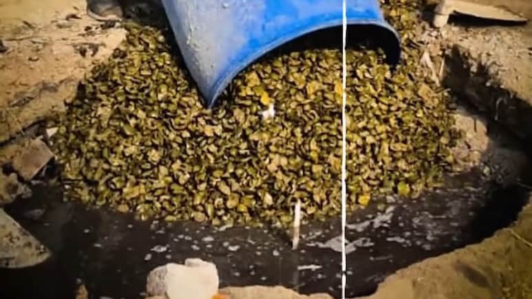 1,600 Kg Of Unsafe Pickle, 200 Kg Of Ghee And Jaggery Busted In Rajasthan