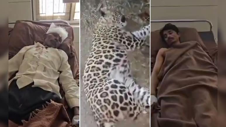 बेटे की जान बचाने के लिए बुजुर्ग पिता ने तेंदुए को उतारा मौत के घाट, किसान की बहादुरी देख लोग दंग