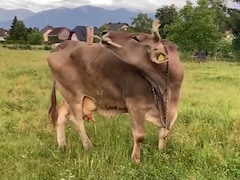 South Africa Rolls Out First Locally Produced Foot-And-Mouth Vaccine In 20 Years