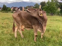 Video: A Cow Just Used A Tool. Meet Itch-Scratching Veronika