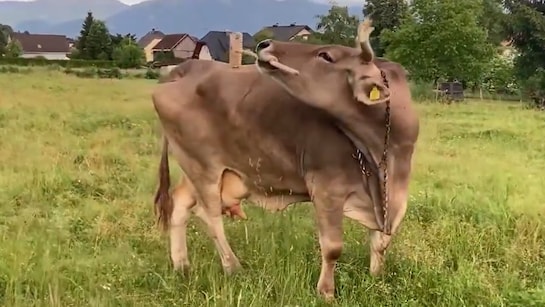 Video: A Cow Just Used A Tool. Meet Itch-Scratching Veronika Video: A Cow Just Used A Tool. Meet Itch-Scratching Veronika
