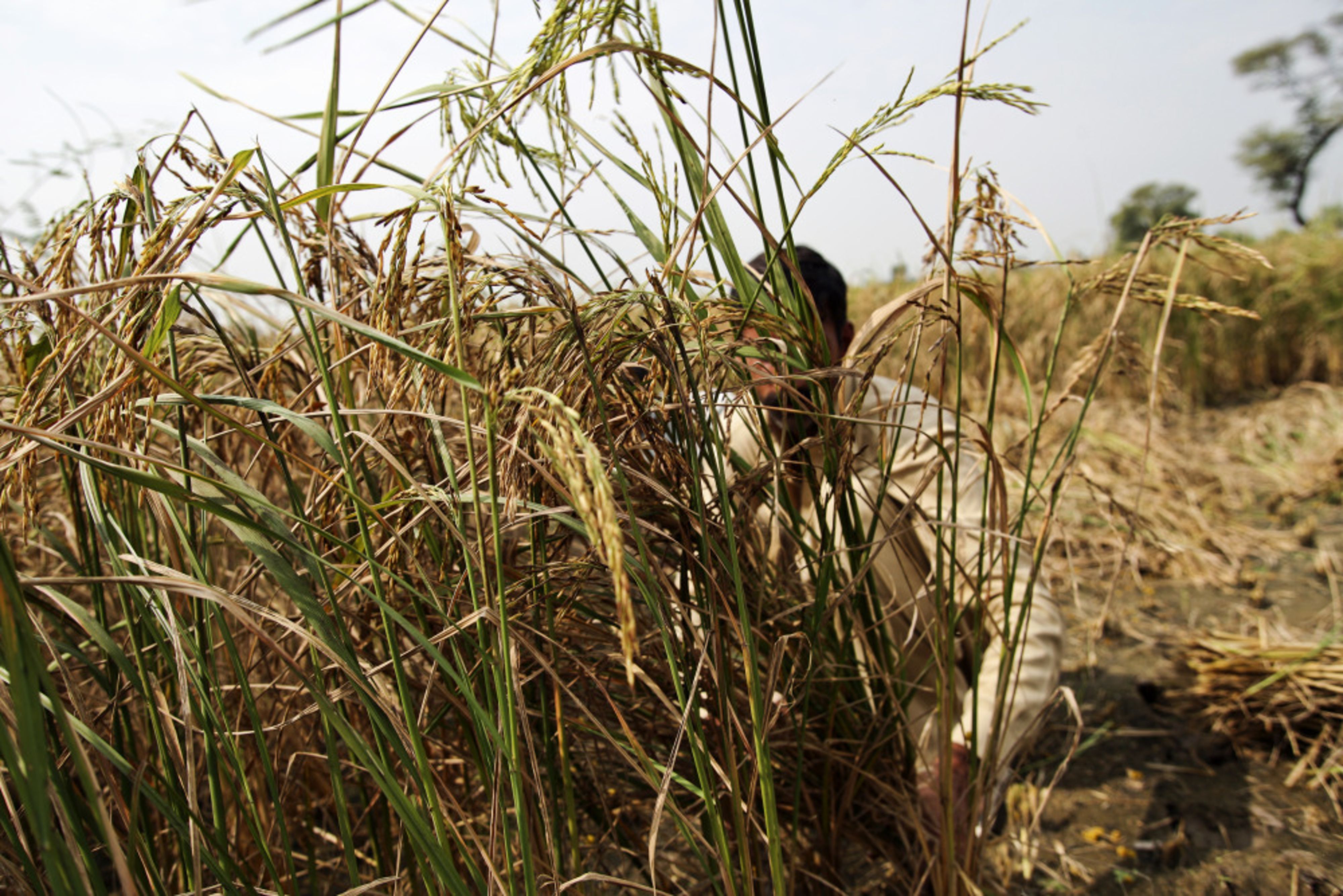 Farmers Protest Updates: Farmers Allowed To Enter Delhi And Protests In Burari