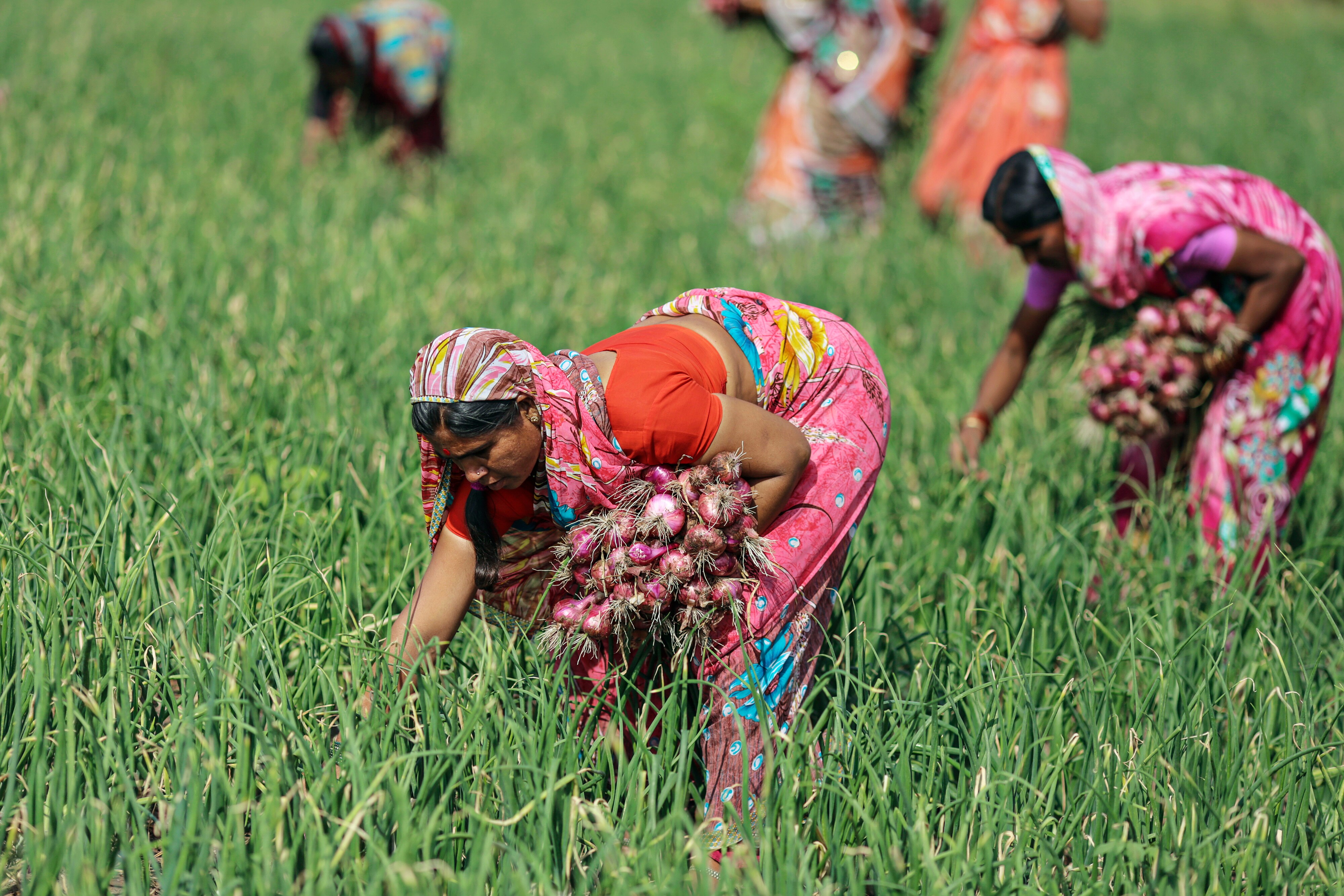 Maharashtra Loan Waiver Implementation Slow Due To Delayed Data Submission