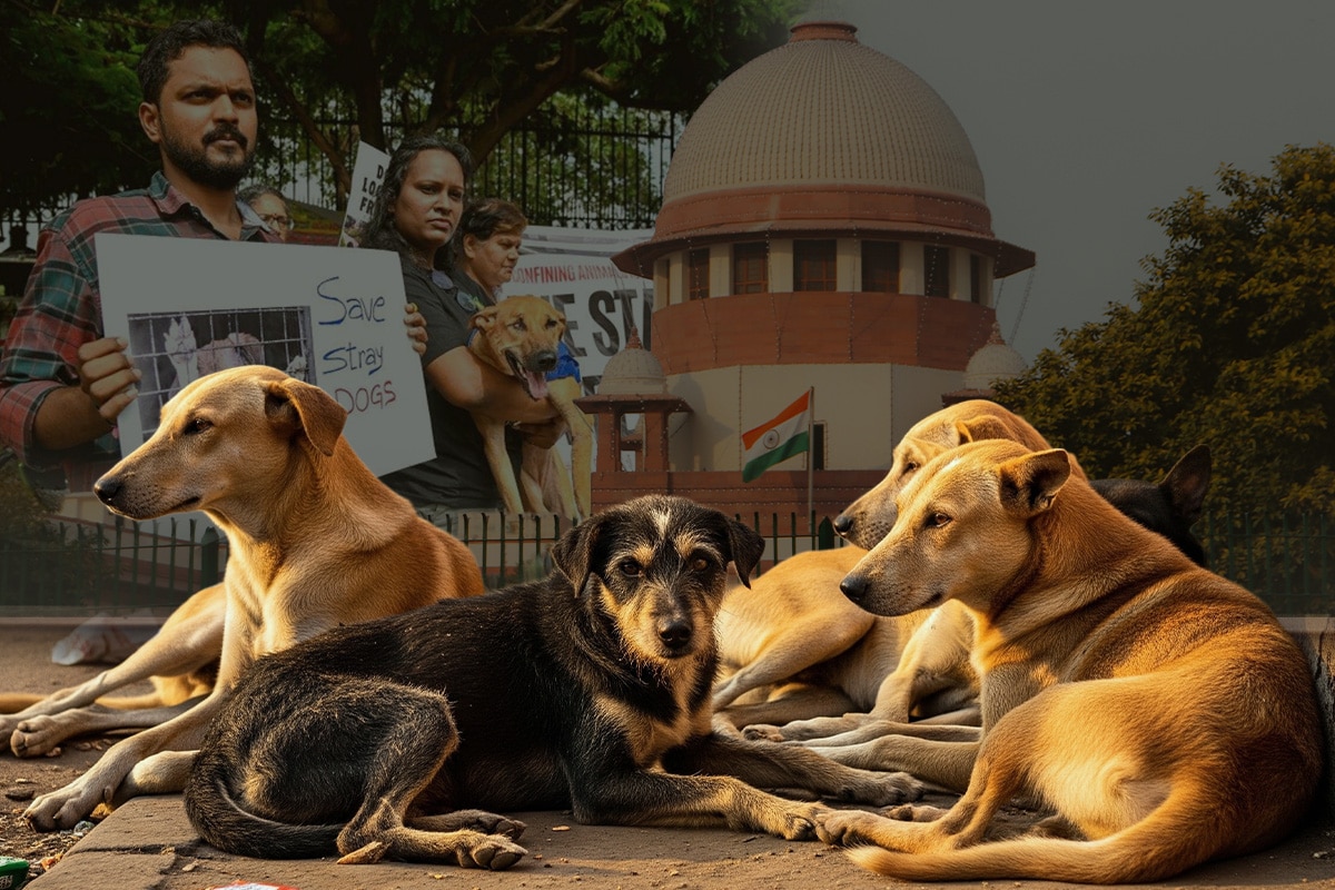 Supreme Court Stray Dog Case Hearing: Three-Judge Bench Reserves Order On Relocation