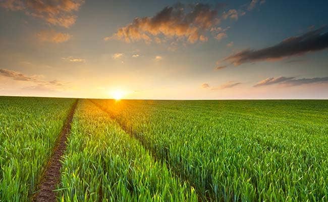 Are India's Agri-Tech Startups Helping Or Harming Farmers?