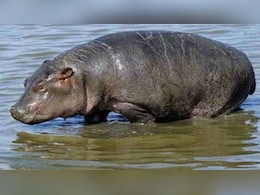 14 दिन, 336 घंटे.... कोलकाता की सर्द रातों में आखिर क्यों पानी नहीं छोड़ रहा यह हिप्पो, जानिए पूरी कहानी