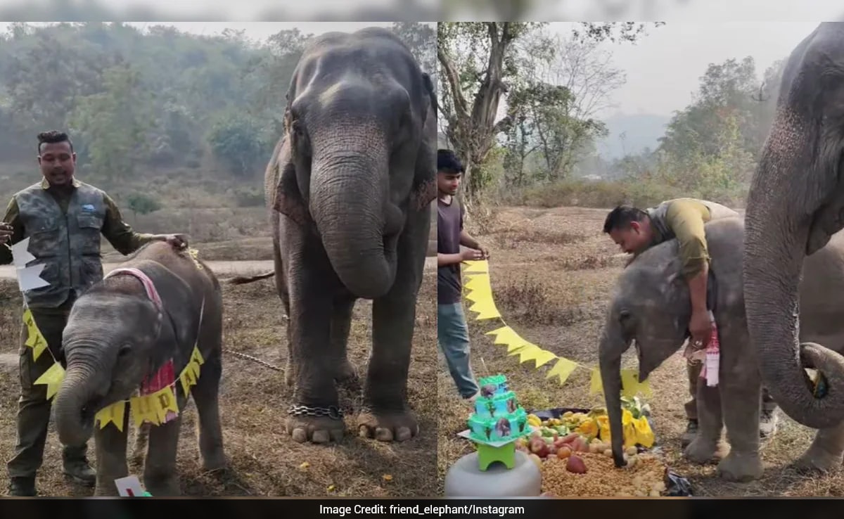 Man Celebrates Elephant Calf's Birthday