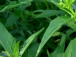 क्यों माना जाता है चिरायता को बीमारियों का काल, यहां जानें