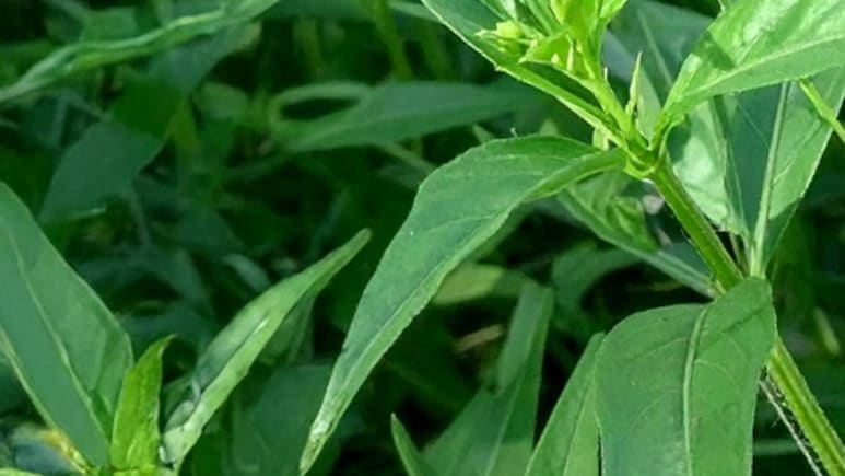 क्यों माना जाता है चिरायता को बीमारियों का काल, यहां जानें