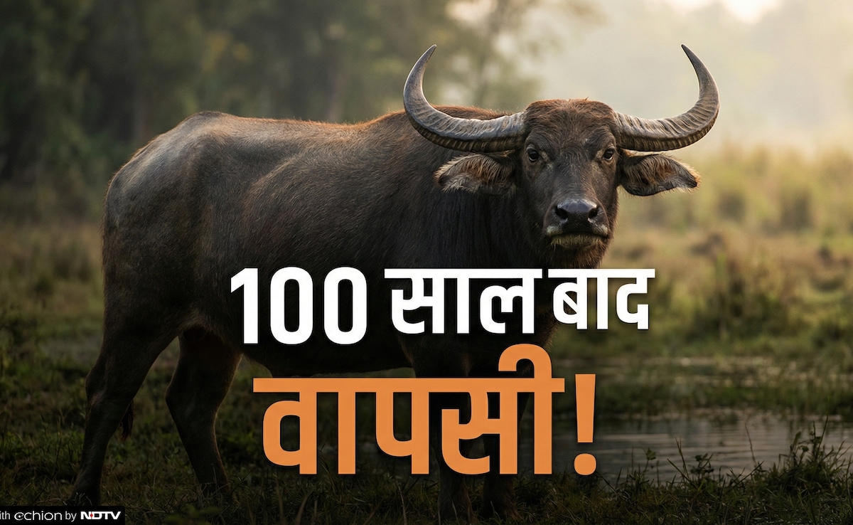 जहां कभी थी नक्सलियों की गोलियों की गूंज, वहां अब जंगली भैंसों की धमक, कान्हा में 100 साल बाद वापसी