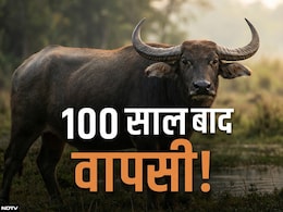 नक्सल गलियारे में गूंजेगी 'जंगली भैंसों' की दहाड़: 100 साल बाद MP में हो रही है वापसी