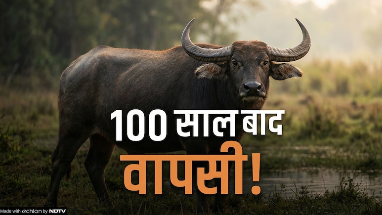 जहां कभी थी नक्सलियों की गोलियों की गूंज, वहां अब जंगली भैंसों की धमक, कान्हा में 100 साल बाद वापसी