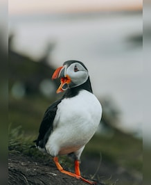 Puffin vs Penguin: What's The Difference
