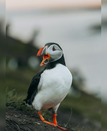 Puffin vs Penguin: What's The Difference