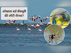 देखने हैं विदेशी पक्षी तो ओखला बर्ड सैंक्चुरी घूमने का बना लें प्लान, देखने को मिलेंगी 131 प्रजातियां