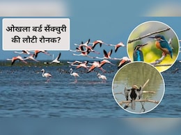 देखने हैं विदेशी पक्षी तो ओखला बर्ड सैंक्चुरी घूमने का बना लें प्लान, देखने को मिलेंगी 131 प्रजातियां
