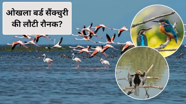 देखने हैं विदेशी पक्षी तो ओखला बर्ड सैंक्चुरी घूमने का बना लें प्लान, देखने को मिलेंगी 131 प्रजातियां