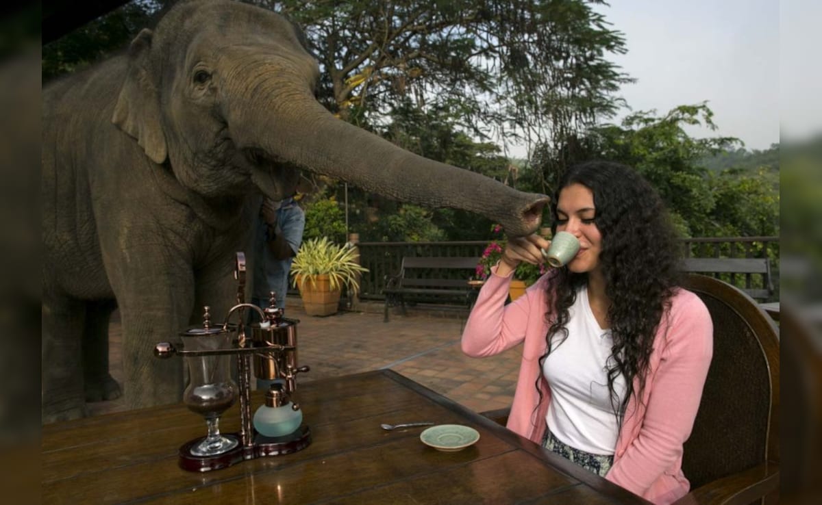 Latest and Breaking News on NDTV