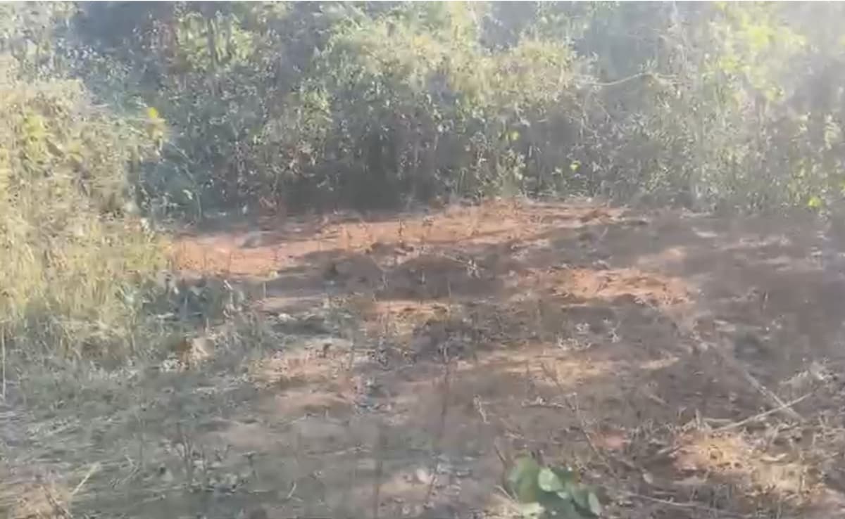 Elephant Carcass Was Cut Into Pieces, Burried, Odisha Forest Official Confirms