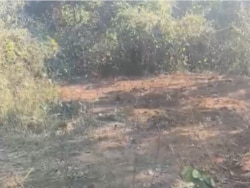 Elephant Carcass Was Cut Into Pieces, Burried, Odisha Forest Official Confirms