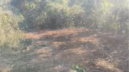 Elephant Carcass Was Cut Into Pieces, Burried, Odisha Forest Official Confirms