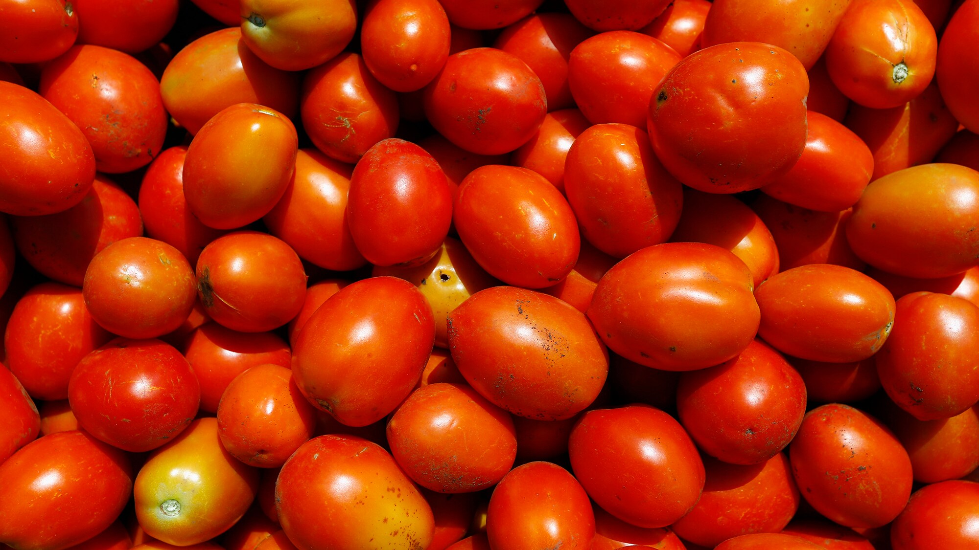 Cong Launches Bank With Locker, Loan Facilities Only For Tomatoes&nbsp;