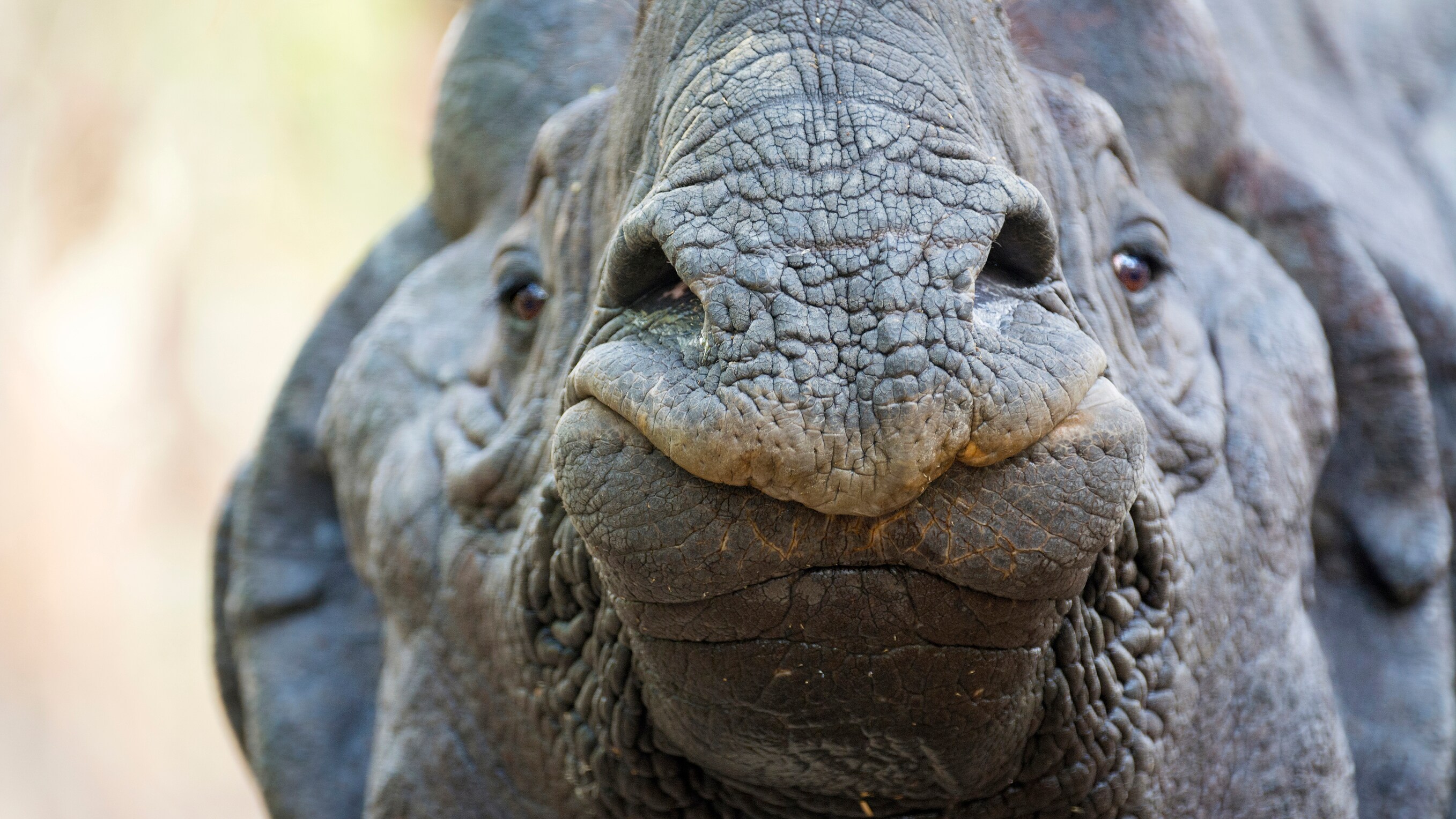 Enough&rsquo;s Enough: Environment Ministry to Crack Down on Poaching