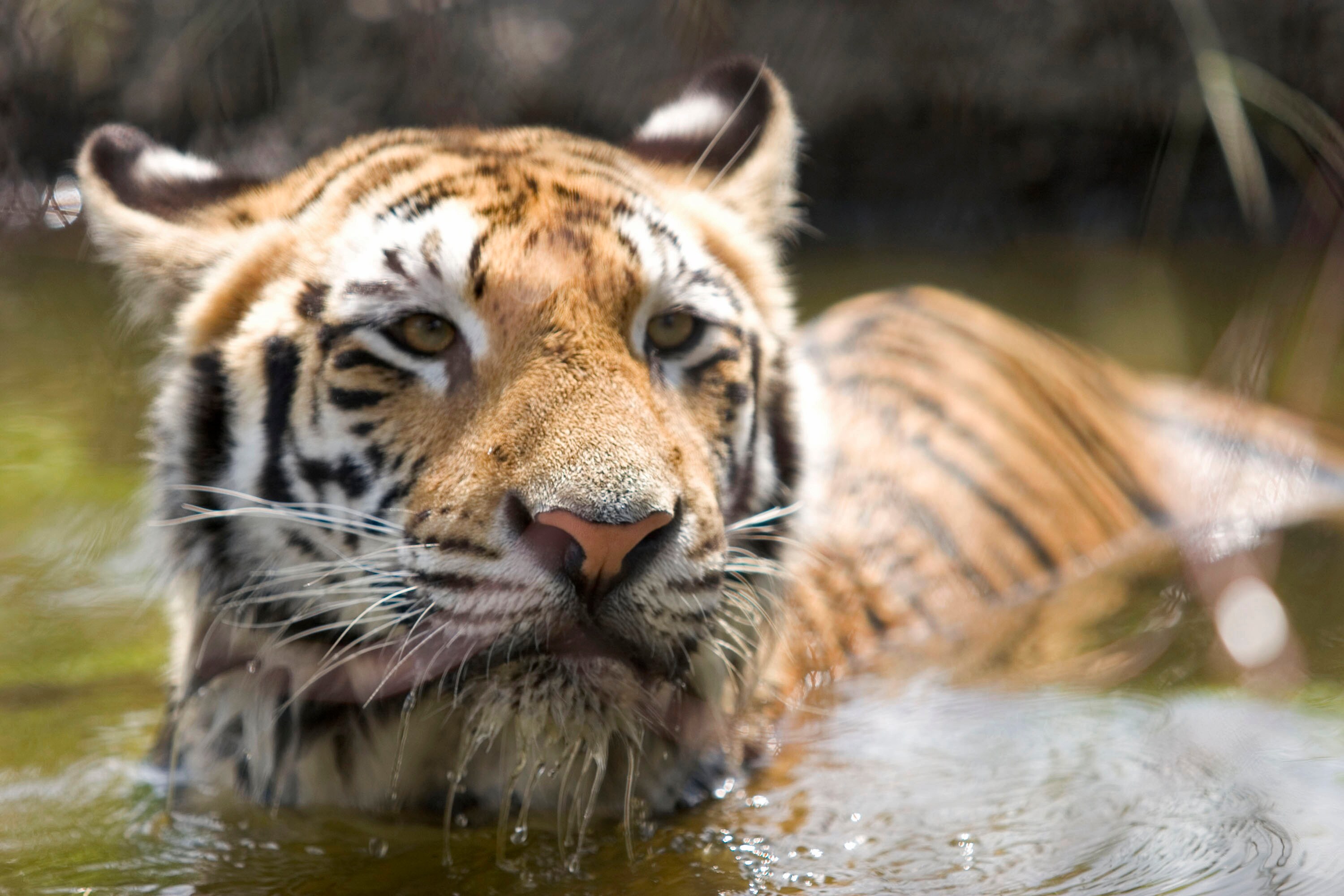 Climate Change Could Wipe Out Bengal Tigers