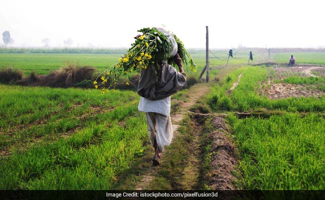 India's Food Production To Hit Record High, Says Farm Ministry