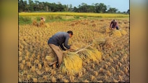 India Surpasses China In Rice Output With 150.18 Million Tonnes