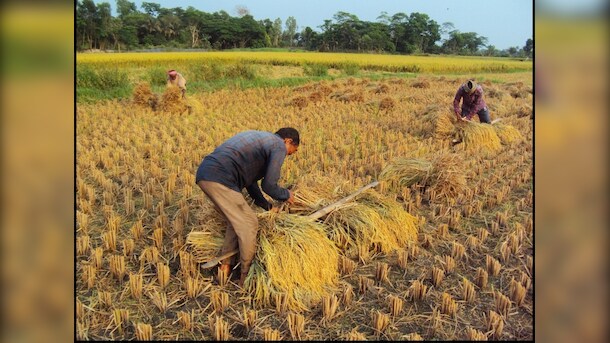 India Surpasses China In Rice Output With 150.18 Million Tonnes