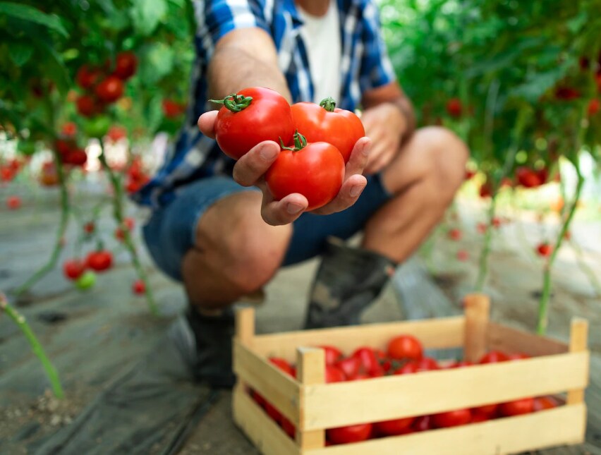 Hotter Temperatures May Turn Up The Heat On Tomatoes, Perishables