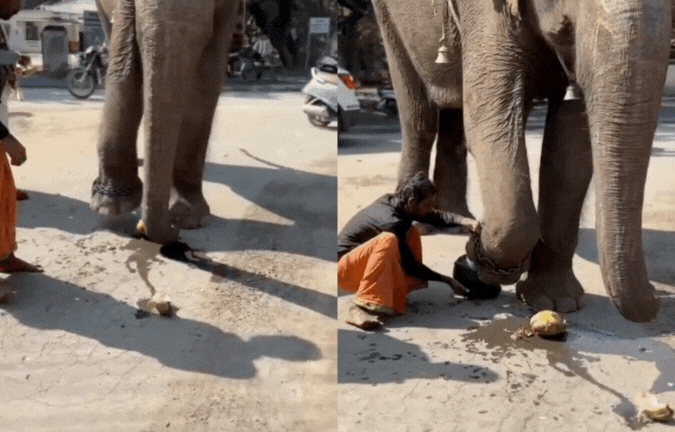 हाथी ने दिया जागरूकता का संदेश! पैर के नीचे रखा नारियल और हेलमेट, देखें फिर क्या टूटा - VIDEO
