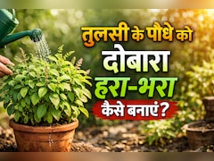 सूखे तुलसी के पौधे को दोबारा हरा-भरा करने के लिए अपनाएं ये आसान घरेलू उपाय