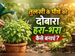 सूखे तुलसी के पौधे को दोबारा हरा-भरा करने के लिए अपनाएं ये आसान घरेलू उपाय