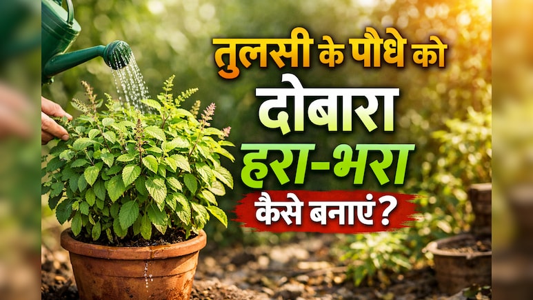 सूखे तुलसी के पौधे को दोबारा हरा-भरा करने के लिए अपनाएं ये आसान घरेलू उपाय